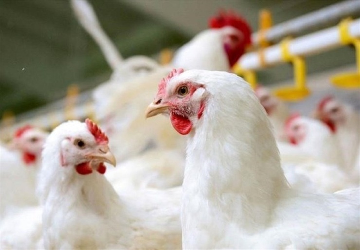 مدیرعامل پشتیبانی امور دام: قیمت مرغ تا ۱۰ روز دیگر کاهش می‌یابد