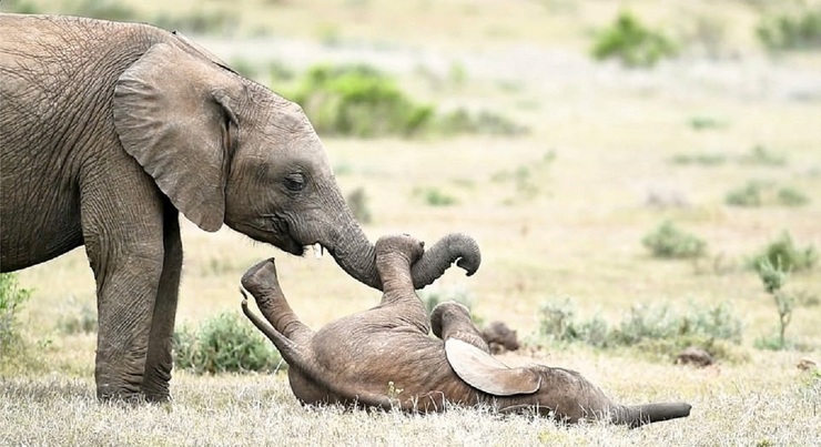 تصاویر| قلقلک دادن بچه فیل توسط برادرش