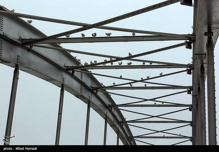 تصاویر| پل سفید اهواز میزبان پرندگان مهاجر