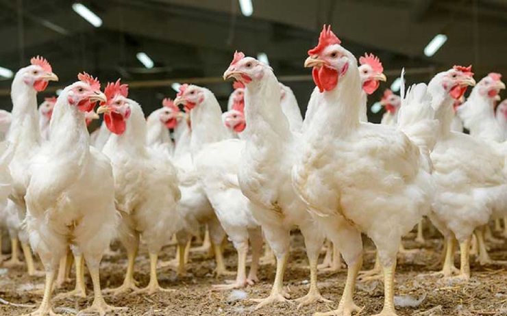 فساد بزرگ در بازار خوراک دام / چرا مرغ ۹ بار گران شد؟