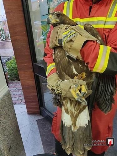 ورود عقاب به یک رستوران در تهران/ تصاویر