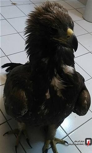 ورود عقاب به یک رستوران در تهران/ تصاویر