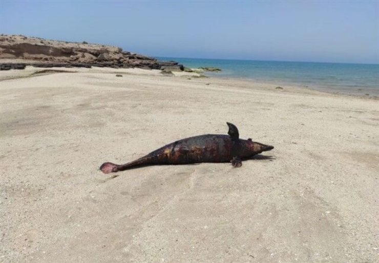 لاشه یک دلفین در ساحل جزیره هنگام پیدا شد
