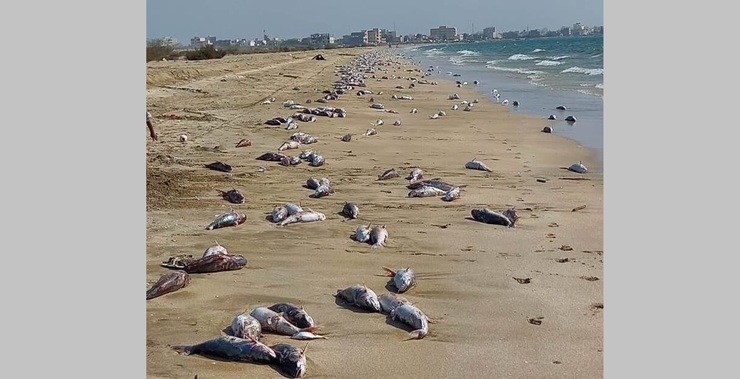 دلیل مرگ ماهیان در سواحل جاسک چیست؟