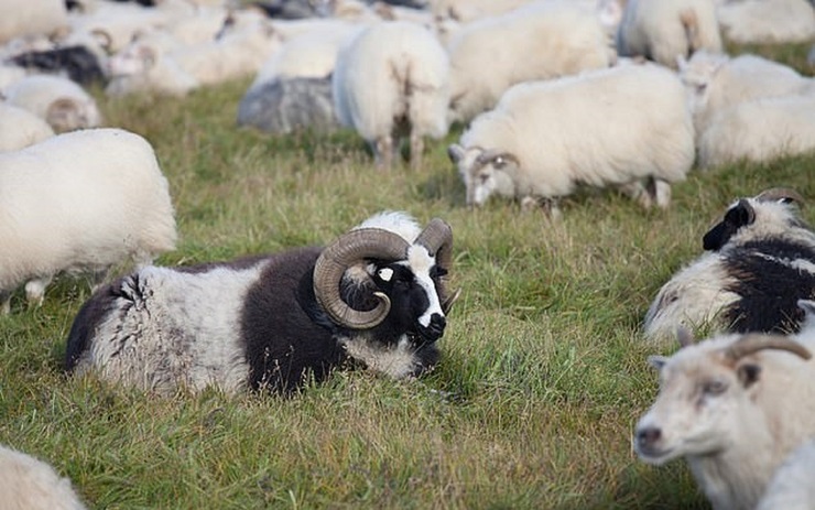 کشف رازهایی درباره عشق بین گوسفندان