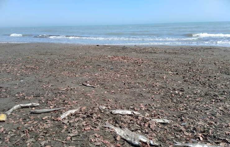 تلف شدن ماهی‌های کفال در ساحل آستارا