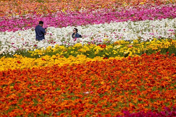 تصاویر| مزارع شگفت‌انگیز هزاران هکتاری گل کارلس بد 
