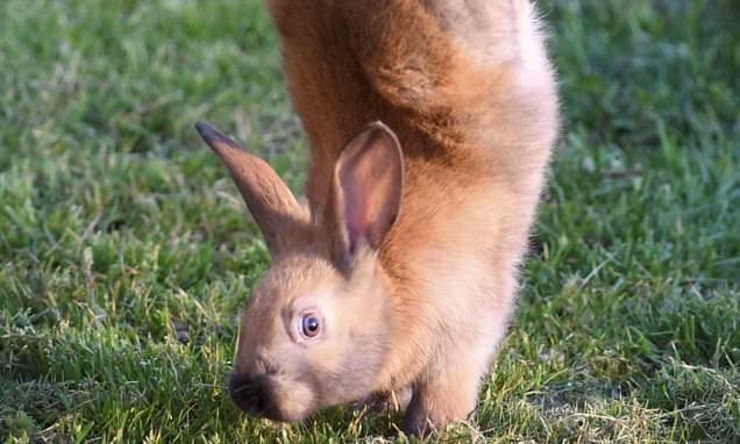 چرا برخی خرگوش‌ها روی دست راه می‌روند؟