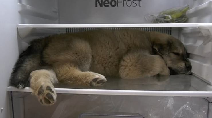 تصاویر| سگی که برای خنک شدن داخل یخچال می‌رود