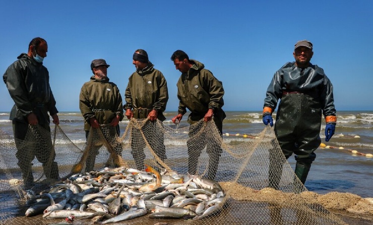تصاویر| آخرین روزهای صید ماهی در جویبار