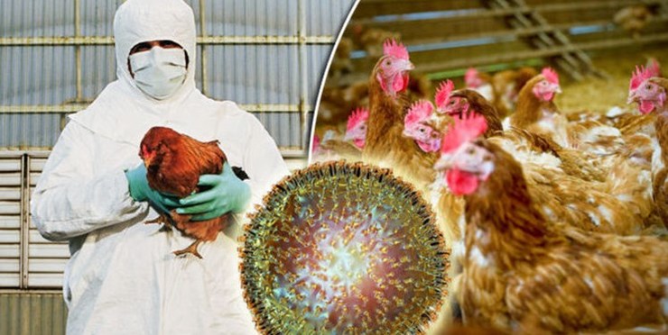 شیوع آنفلوانزای مرغی H۵N۶ در چین