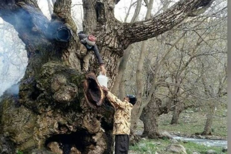 عکس| درخت ۷۰۰ ساله گردو قطع و به آتش کشیده شد