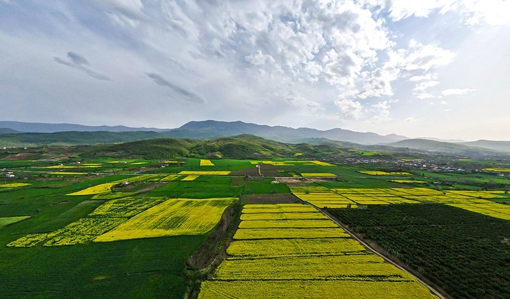 تصاویر| مزارع کلزا در مازندران