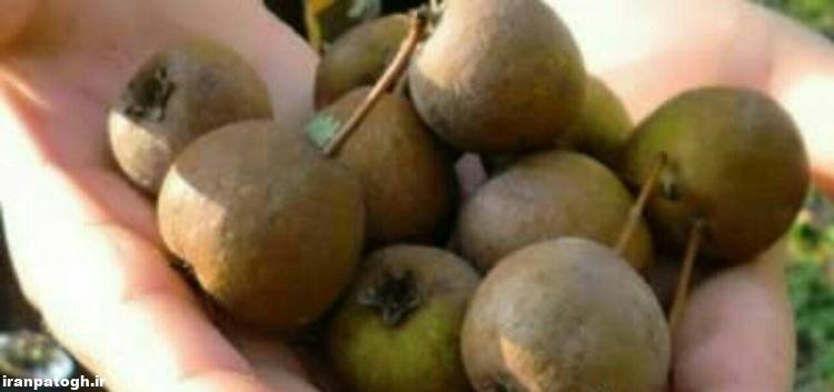 خواص گلابی وحشی و دانه آن