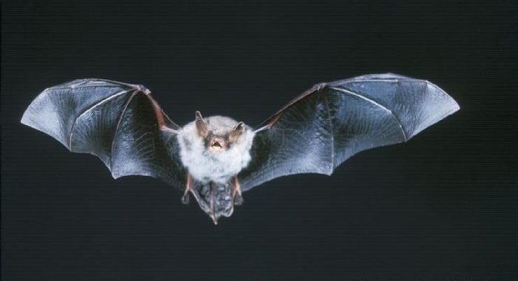 چرا نباید به خاطر کرونا خفاش‌ها را نابود کرد؟ مزایای خفاش‌ها برای اکوسیستم چیست؟