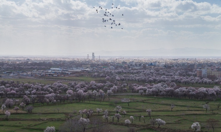 تصاویر| شکوفه در میان باغستان