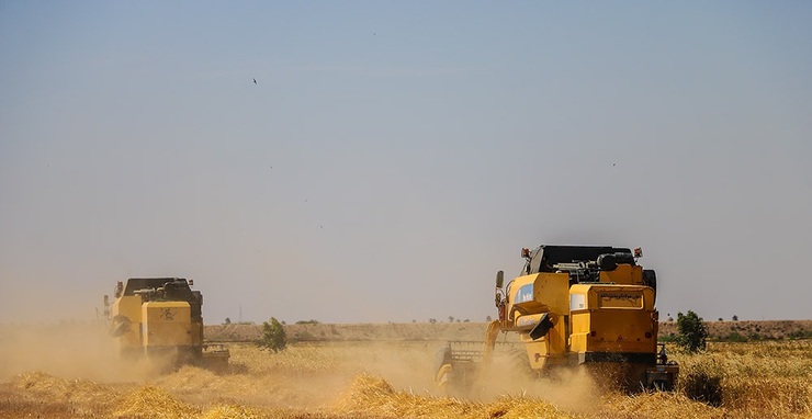 تصاویر| برداشت گندم از مزارع خرمشهر