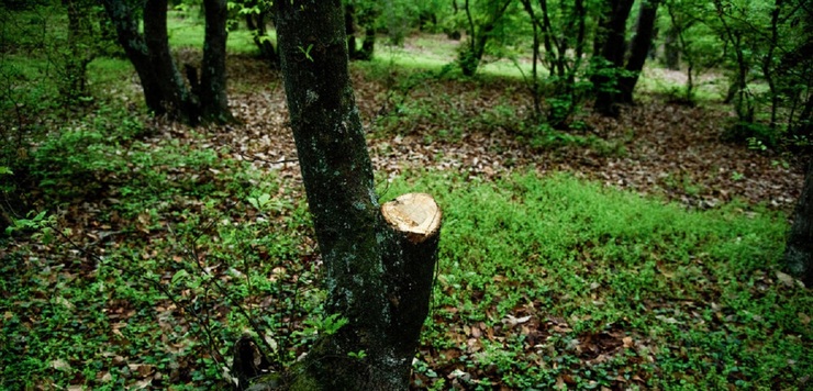 تصاویر| قطع درختان جنگل‌های هیرکانی
