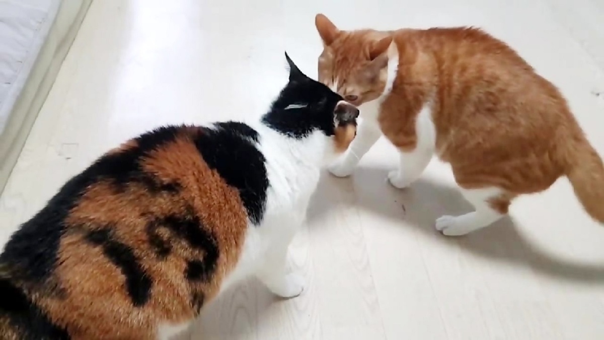 فیلم| ضربه فنی شدن یک گربه توسط همنوعش