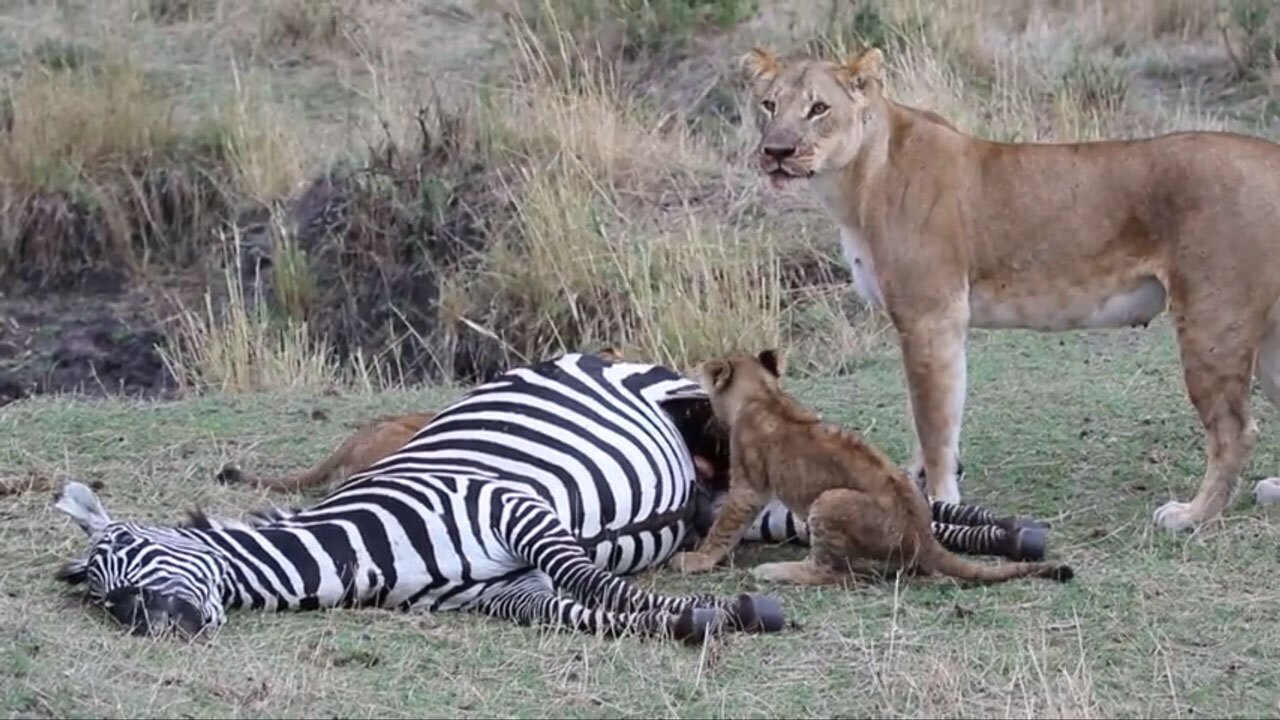 فیلم| تغذیه شیر مادر و توله از گورخر