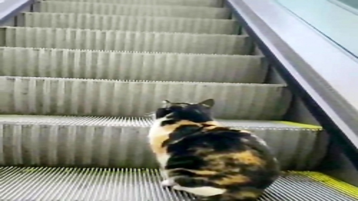 فیلم| کمک یک شهروند به گربه برای بالا رفتن از پله برقی