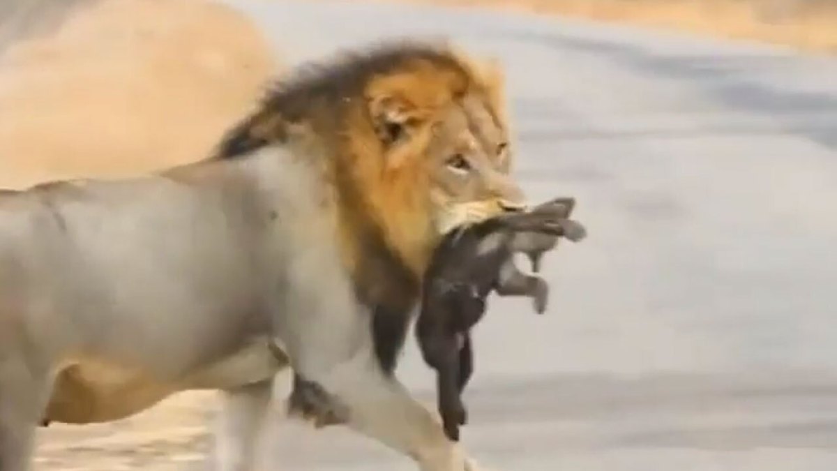 فیلم| لحظه شکار توله کفتار توسط شیر نر