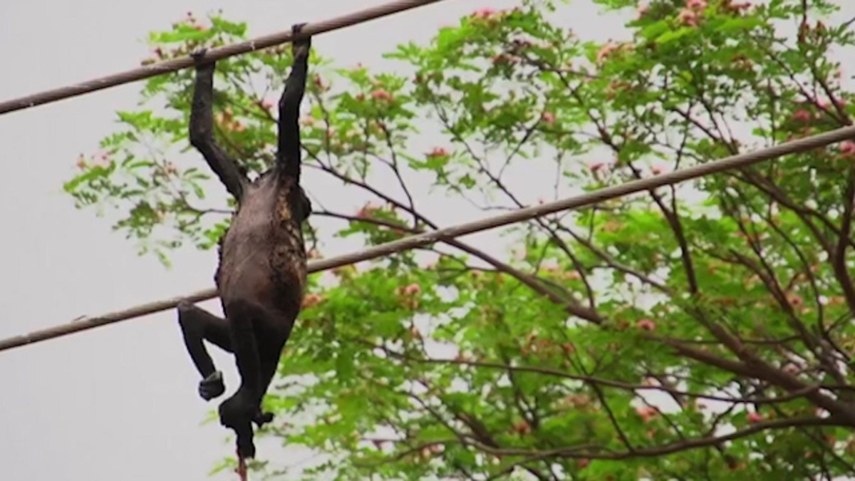 فیلم| برق گرفتگی میمون روی کابل برق