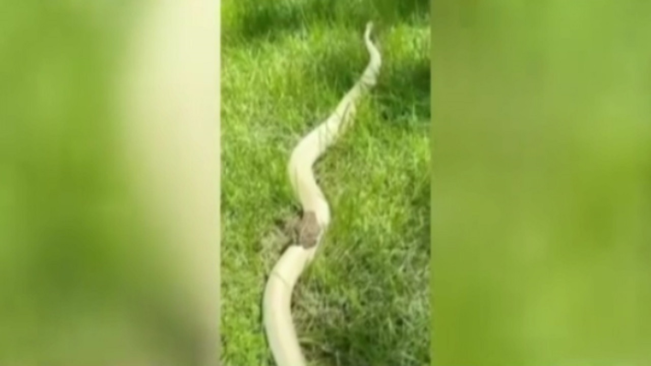 فیلم| سواری گرفتن قورباغه از مار