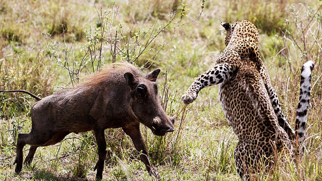 فیلم| حمله گراز خشمگین به پلنگ
