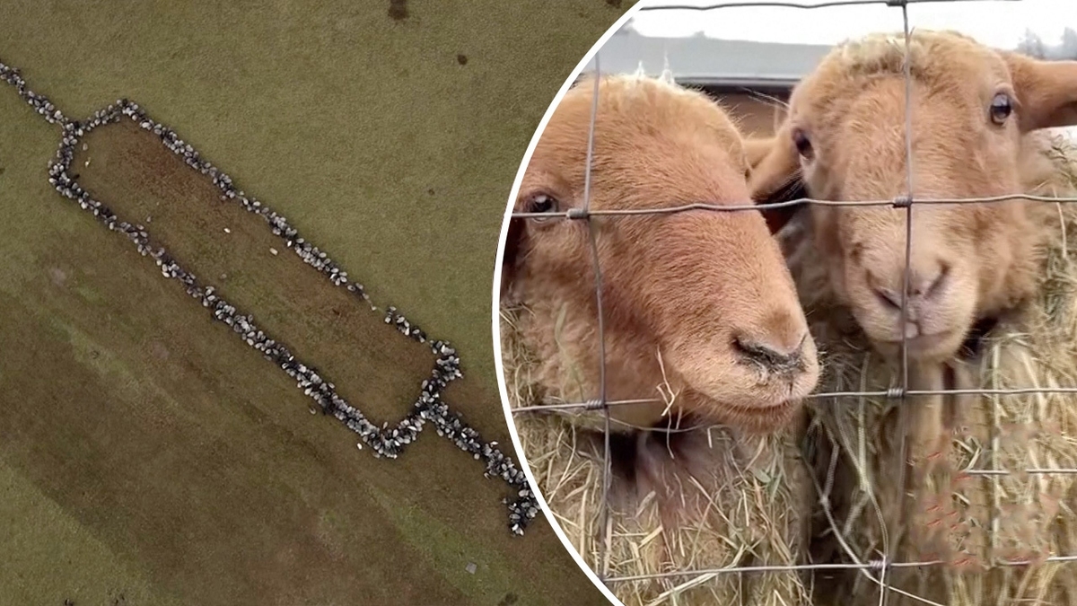 فیلم| طراحی شکل یک سرنگ با هفتصد گوسفند