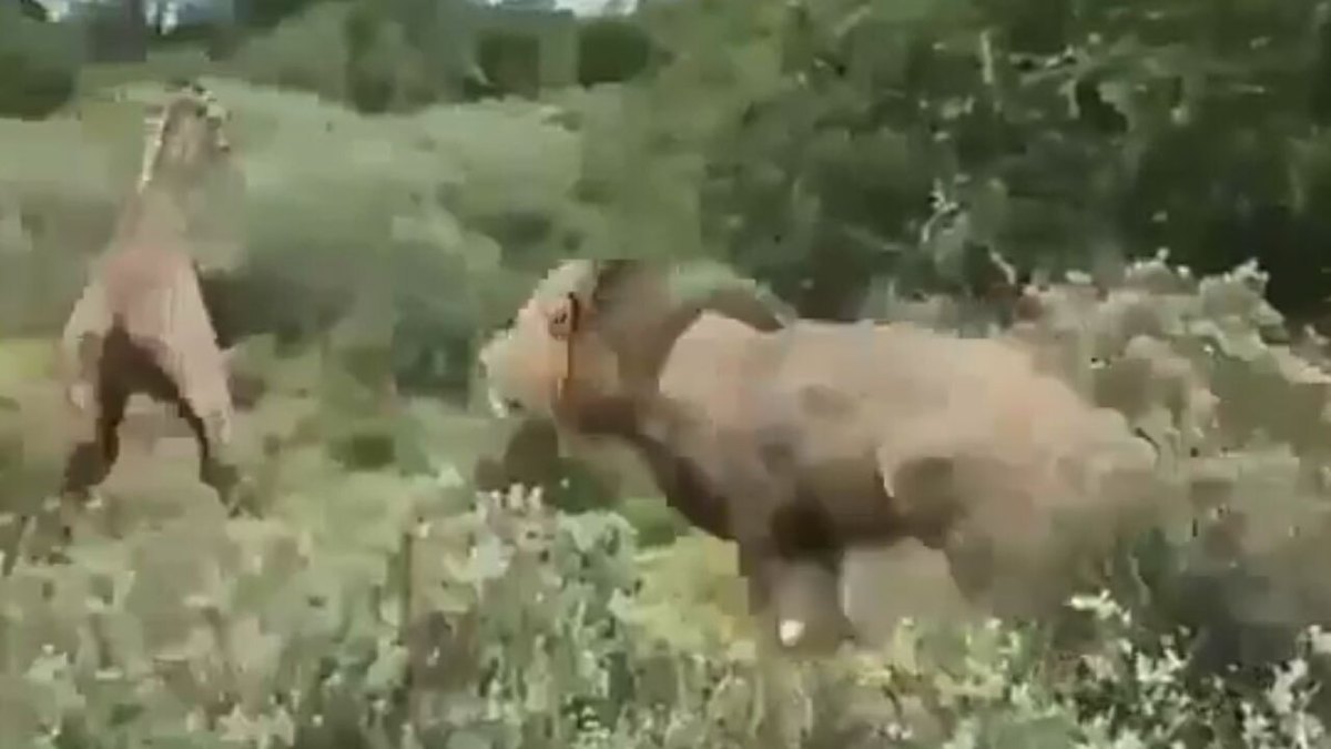 فیلم| لحظه حمله شیر‌ها به بچه زرافه