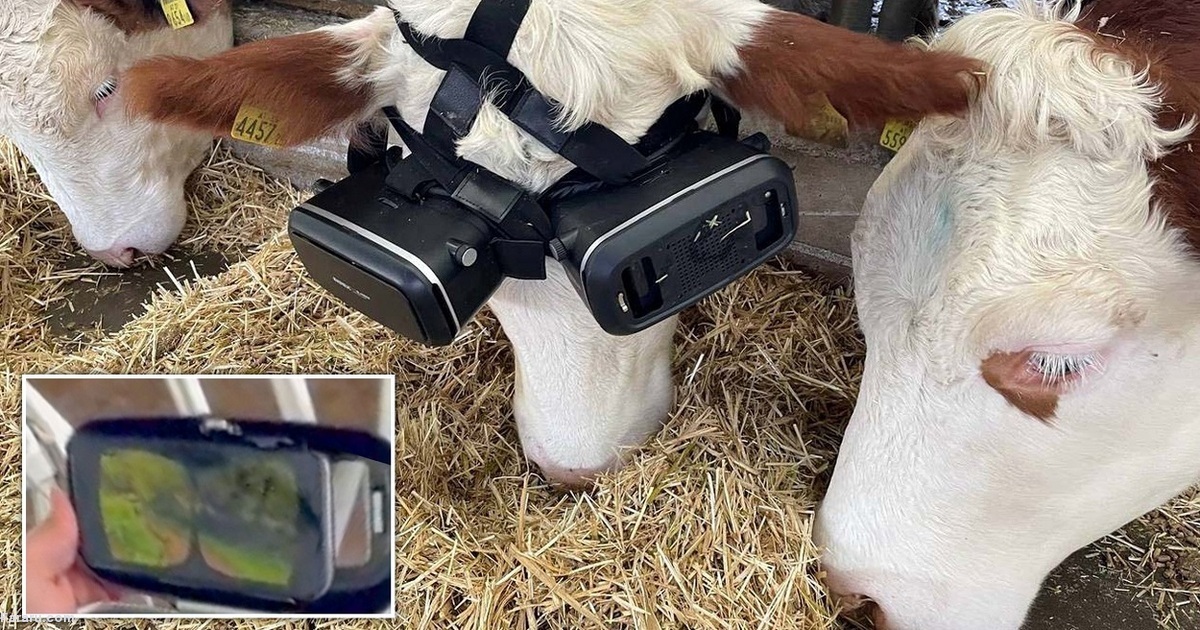 فیلم| گول زدن گاو‌ها با عینک سه بعدی!