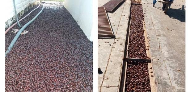 هجوم سوسکها به شهری در آرژانتین هجوم سوسکها به شهری در آرژانتین