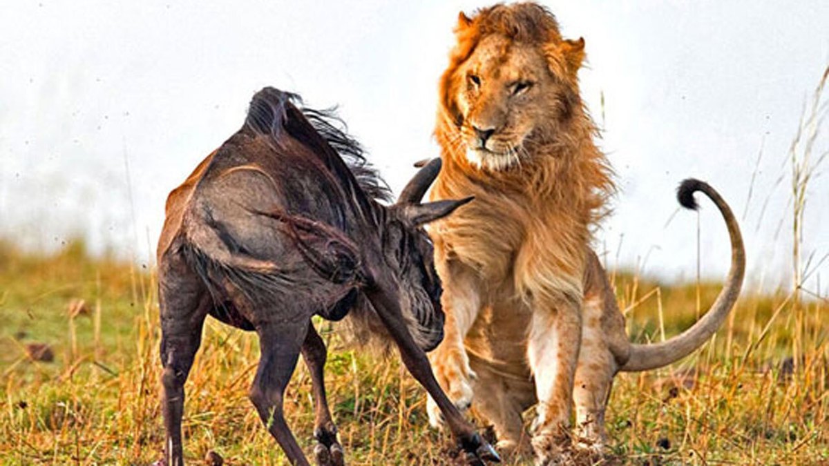 فیلم| شکار گوزن یالدار توسط شیر نر