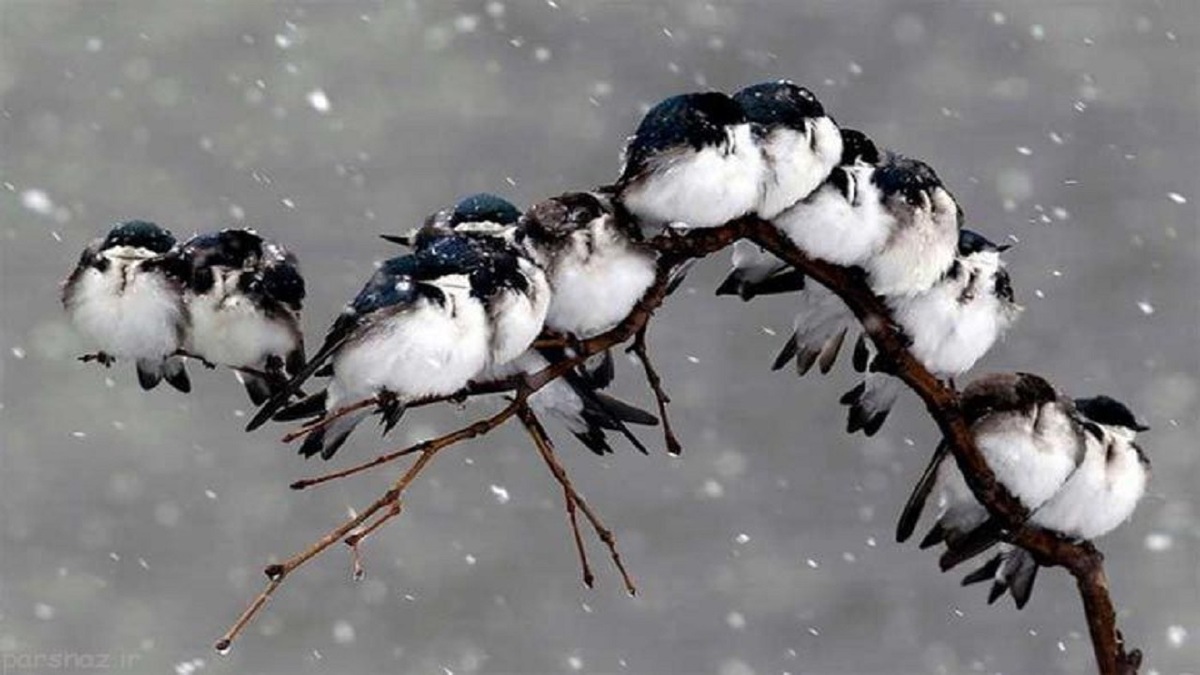 تصاویر| سفره‌ای برای پرندگان در روز‌های برفی زمستان