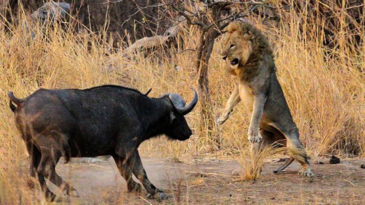 فیلم| مقاومت بوفالو در مواجهه با حمله شیر‌ها