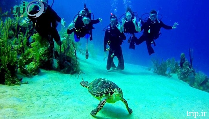 غواصی در کیش، بهترین تجربه سفر نوروزی به نگین خلیج فارس غواصی در کیش، بهترین تجربه سفر نوروزی به نگین خلیج فارس