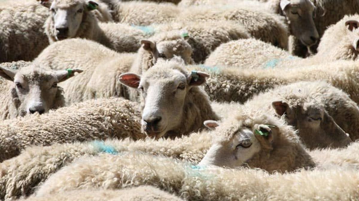 علت گرانی گوسفند زنده