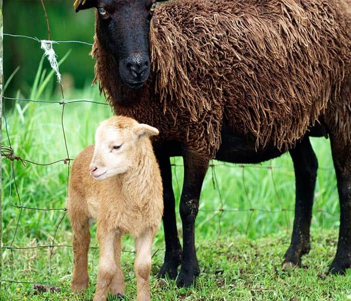 علت گرانی گوسفند زنده