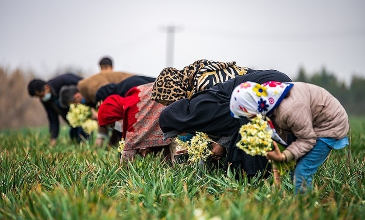 تصاویر| برداشت گل نرگس از مزارع مازندران