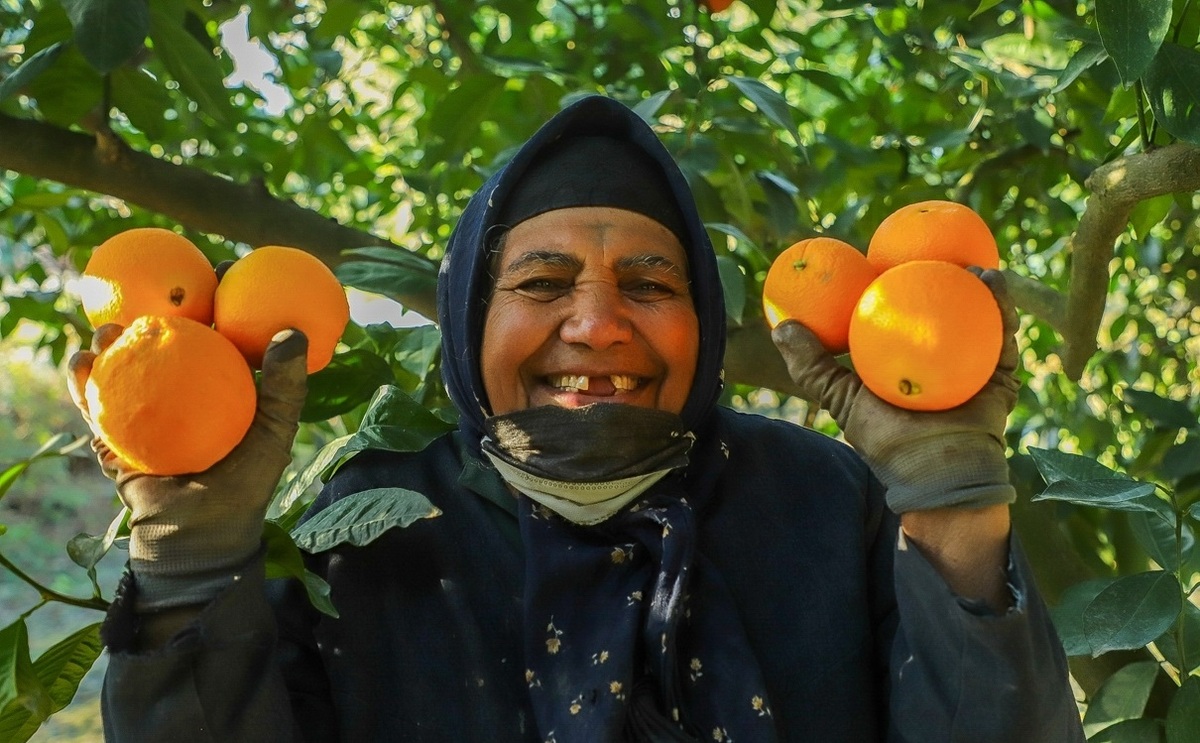تصاویر| برداشت پرتقال در گلستان