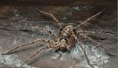 آیا از عنکبوت می‌ترسید؟ / دلایل و ریشه ترس از حشرات