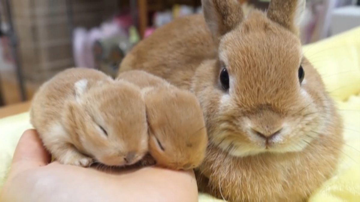 فیلم| مراقبت خرگوش از بچه‌هایش