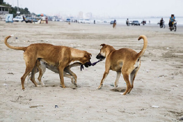هشدار محیط زیست درباره جفت‌گیری سگ و گرگ