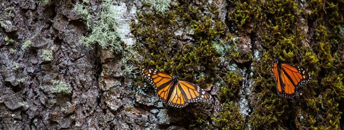 تصاویر| مهاجرت ۴۸۰۰ کیلومتری پروانه‌های پادشاه