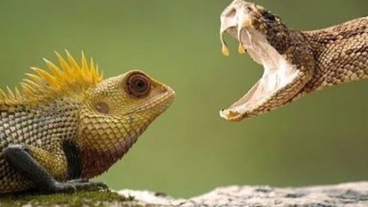 فیلم| جدال بین مار و آفتاب‌پرست