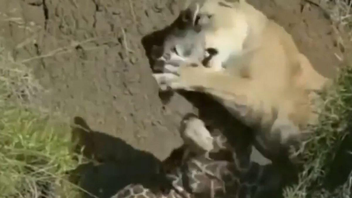 فیلم| شکار بچه زرافه توسط شیر