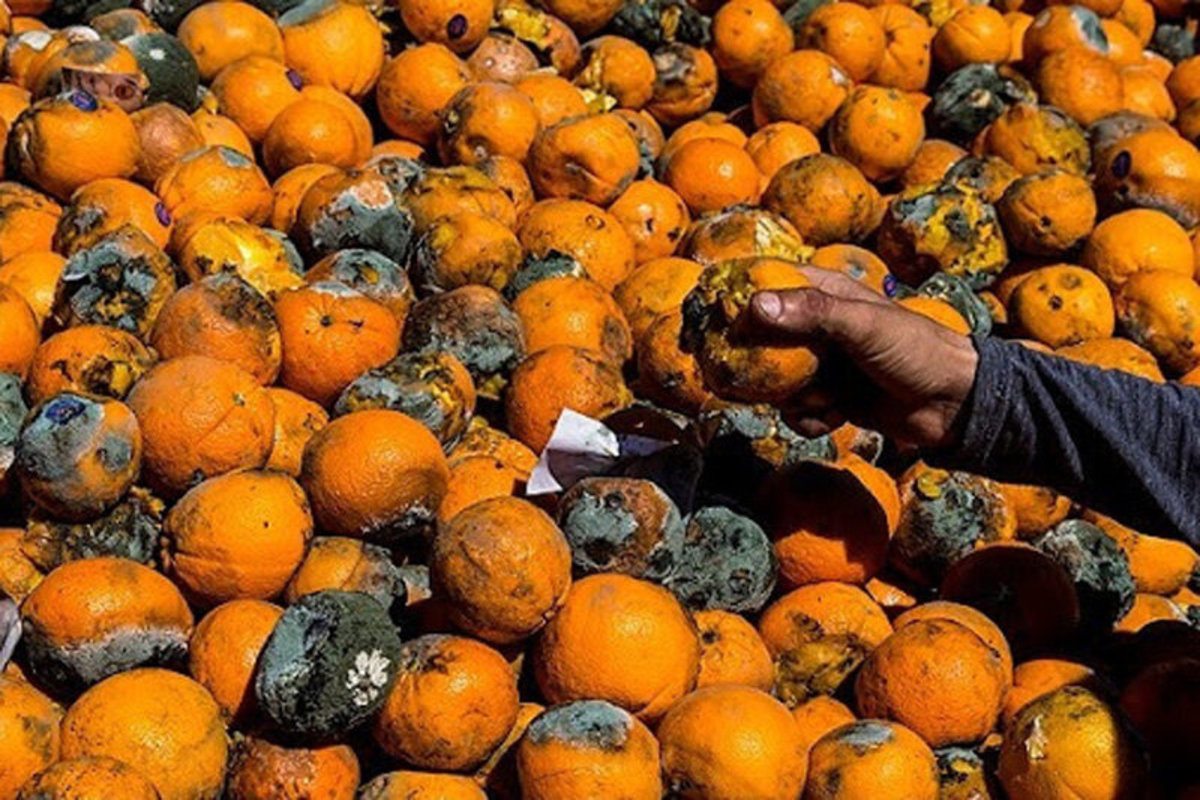 فیلم| تهیه آبمیوه از پرتقال‌های فاسد در شمال