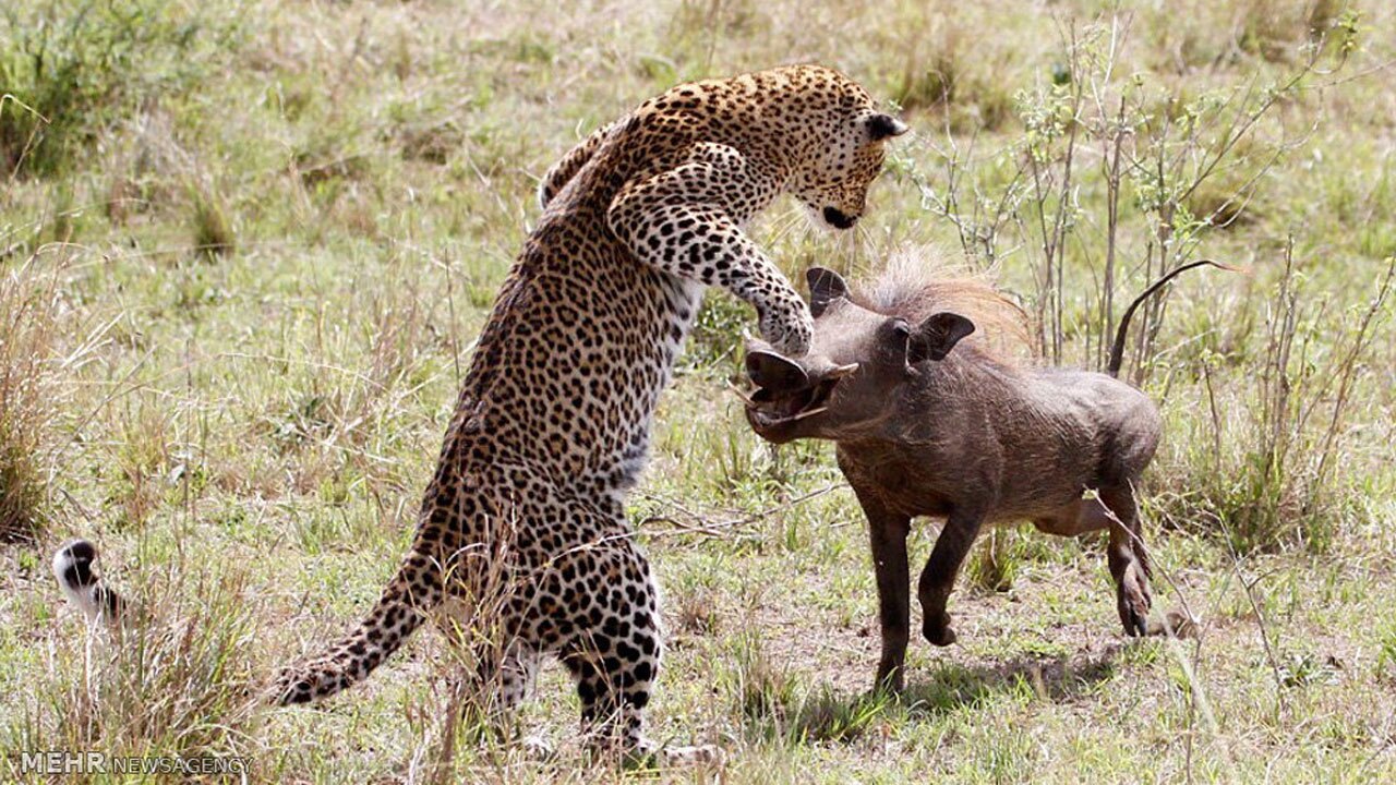 فیلم| شکار گراز توسط پلنگ