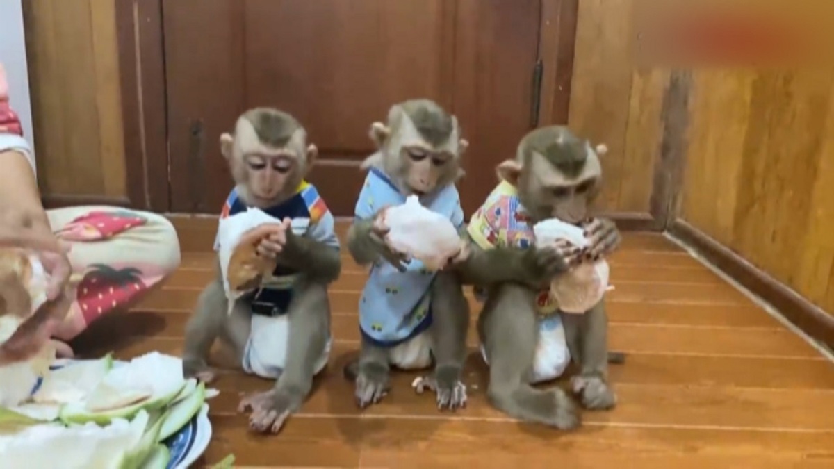 فیلم| بچه میمون‌هایی که عاشق گریپ فروت هستند